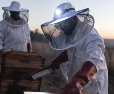 Members of a Bee Keepers Group in Eswatini (Swaziland) join together to harvest the first hives that were provided to help diversify their family incomesMembers of a Bee Keepers Group in Eswatini (Swaziland) join together to harvest the first hives that were provided to help diversify their family incomes