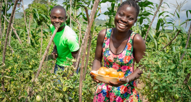 Rehema and Tuva in the tomato field in Kenya