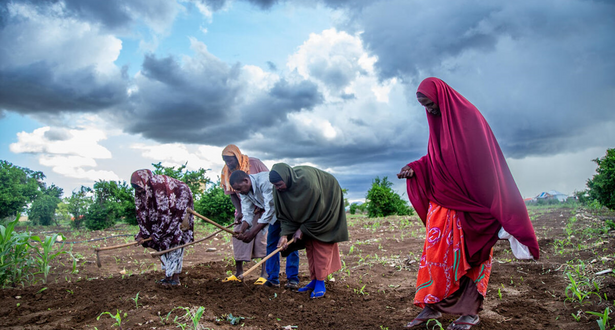 People working in a field