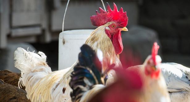Tanzania_Chickens