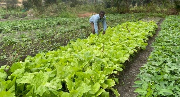 A garden in DRC